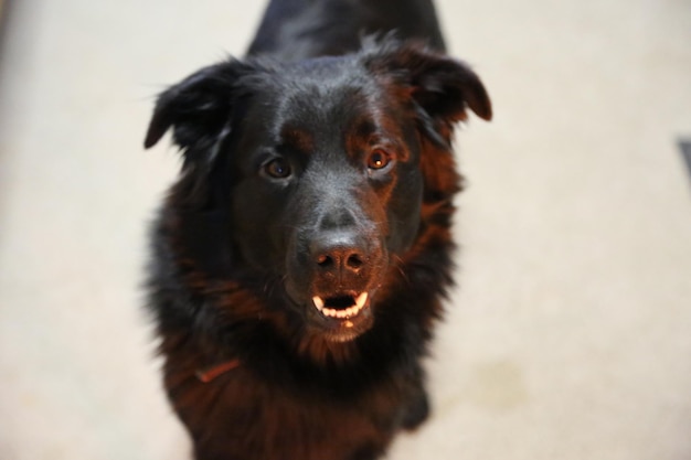 Foto portret van een zwarte hond