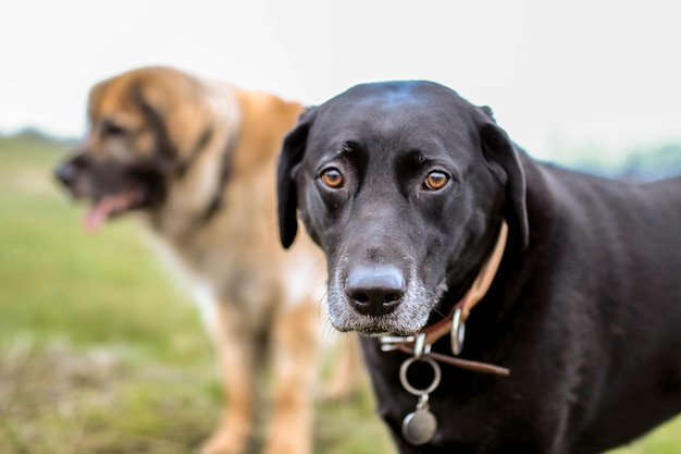 Portret van een zwarte hond