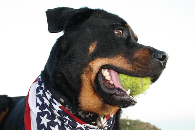 Foto portret van een zwarte hond