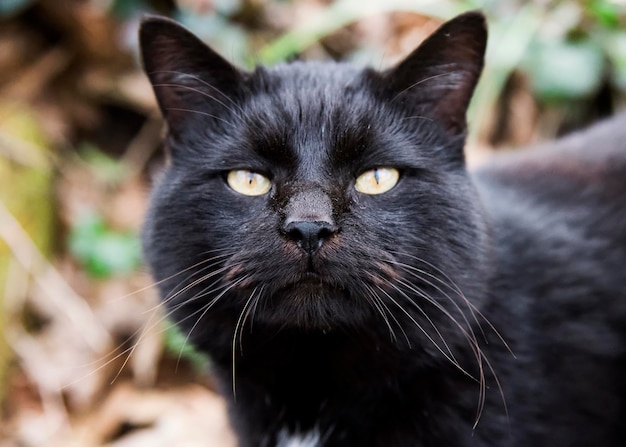 Portret van een zwarte kat buiten