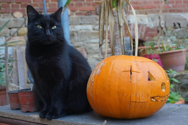 Foto portret van een zwarte kat met een oranje pompoen