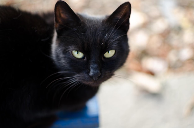 Portret van een zwarte kat