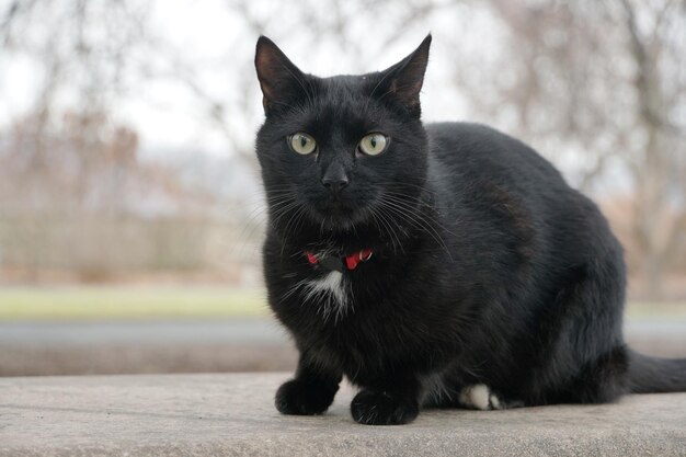 Foto portret van een zwarte kat