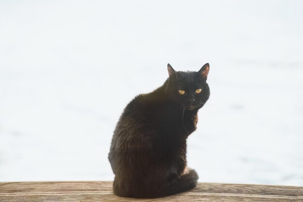 Portret van een zwarte kattenzitting die op witte achtergrond wordt geïsoleerd