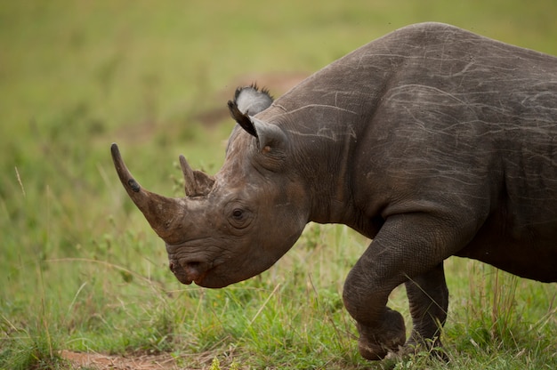 Foto portret van een zwarte neushoorn