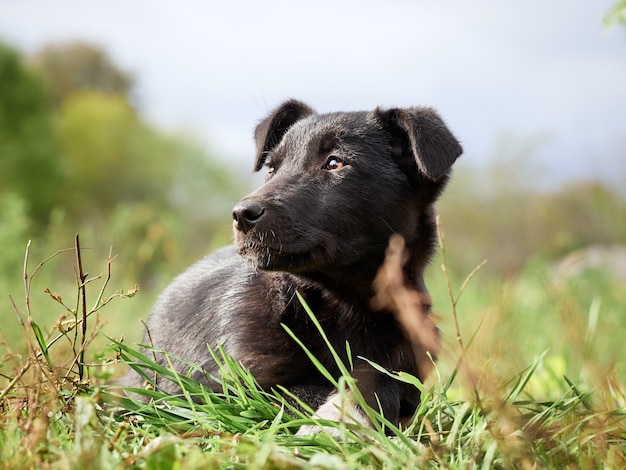 Portret van een zwarte pup.