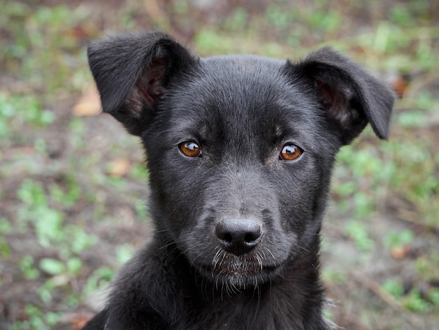 Portret van een zwarte pup