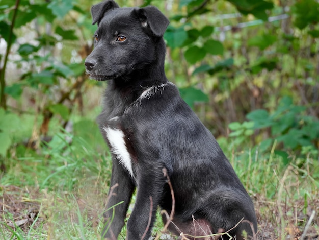 Portret van een zwarte pup.