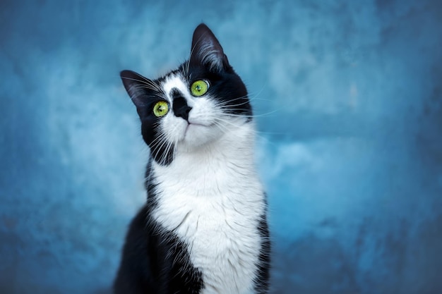 Portret van een zwartwitte kat op een blauwe achtergrond