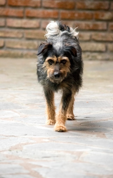 Foto portret van een zwerfhond