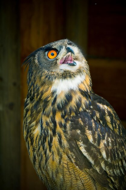 Foto portret van eulen