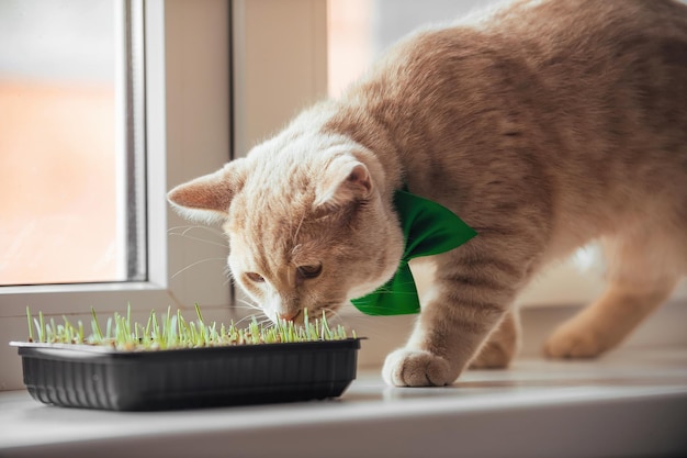 portret van feestelijke kat met groene vlinderdas om de nek in de buurt van huisdierengras