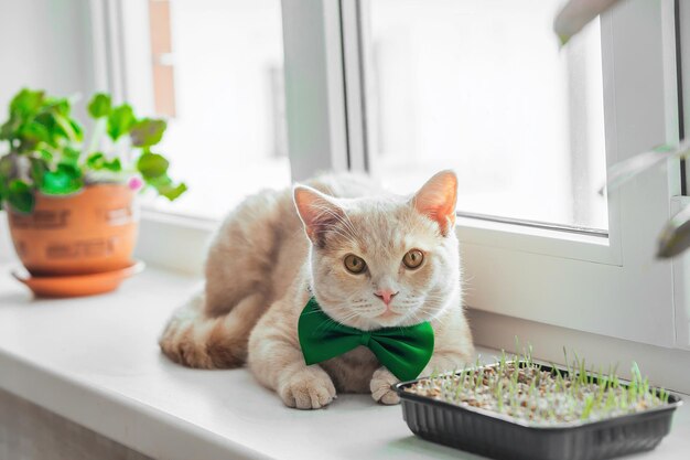 portret van feestelijke kat met groene vlinderdas om de nek in de buurt van huisdierengras