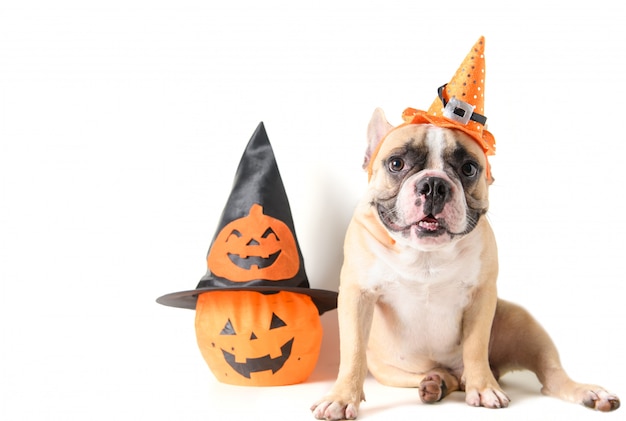 Portret van franse buldog met hoed halloween en glimlach