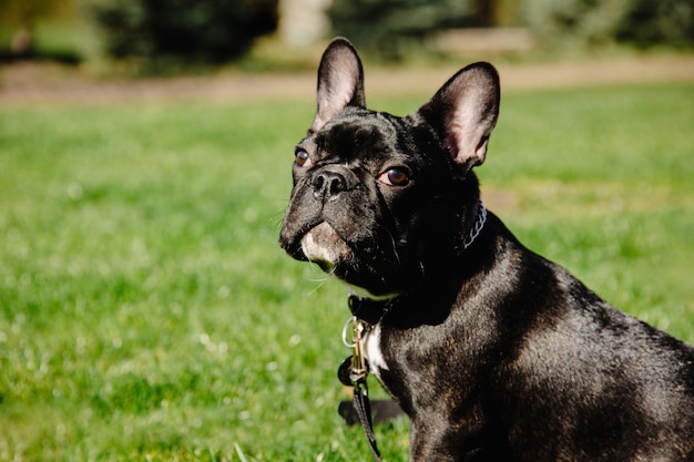 Portret van Franse bulldog zwarte hond close-up