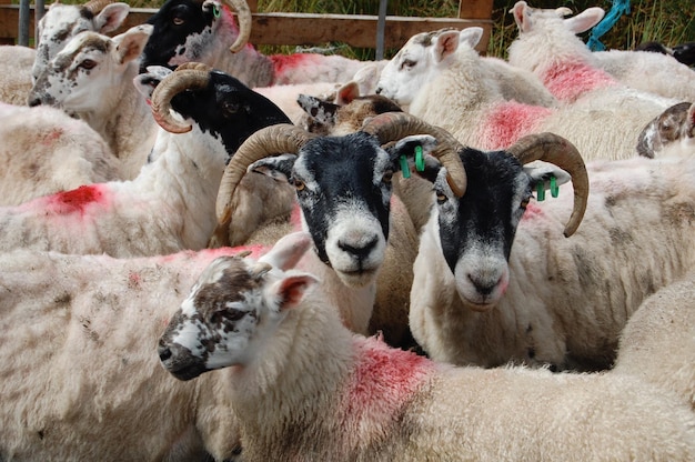 Portret van geiten op een boerderij