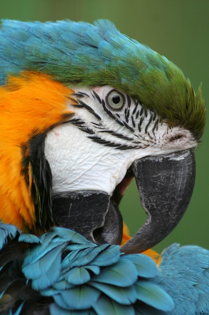 portret van gekleurde papegaai in een dierentuin