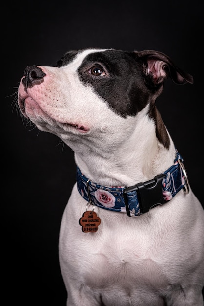 Portret van gelukkige Amerikaanse Staffordshireterriër (AmStaff, American Staffy), Pitbull-silhouet