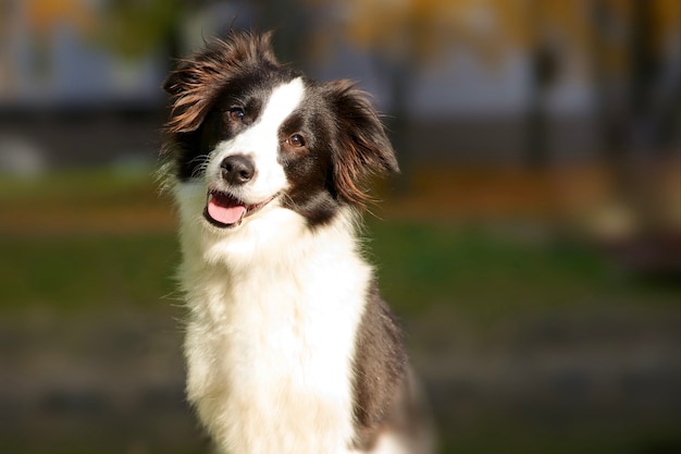 Portret van gelukkige positieve mooie zwart-witte hond border collie lacht en kijkt naar