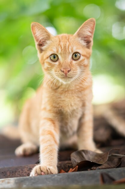 Foto portret van gemberkat in de tuin