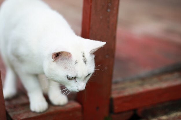 Portret van gestreepte kat, close-up schattige kleine grijze kat, portret van rustende kat