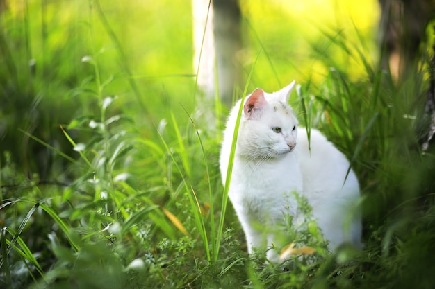 Portret van gestreepte kat, close-up schattige kleine grijze kat, portret van rustende kat