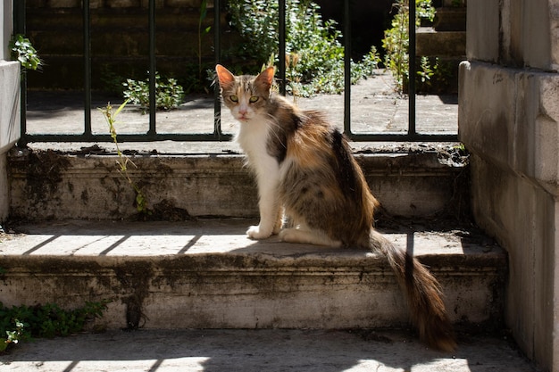 Portret van gestreepte kat Zwervende dakloze katten in de straat