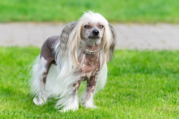 Portret van geweldige Chinese Crested Dog in de zomer