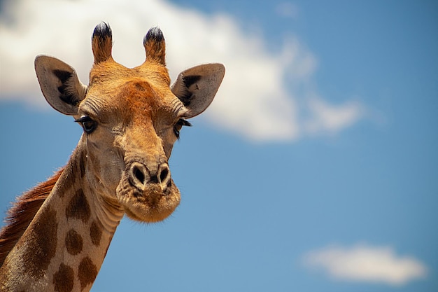 Portret van gewone giraf tegen blauwe lucht met witte wolken in het nationale park van Namibië