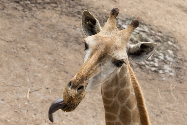 Portret van giraffe close-up