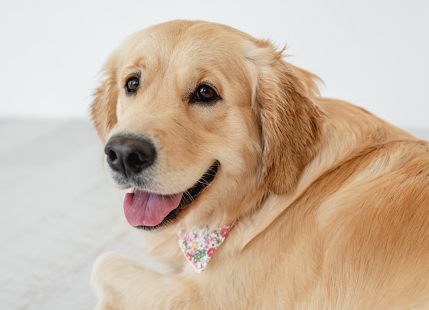 Portret van golden retriever die bloemenzakdoek draagt die binnen ligt