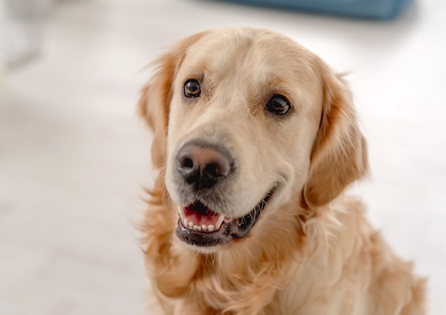 Portret van golden retriever hond thuis bovenaanzicht