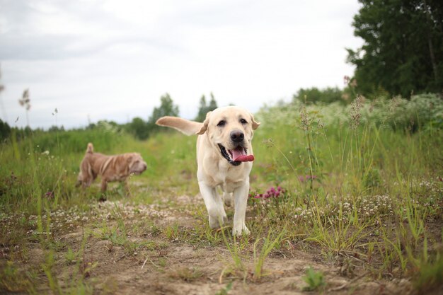 Portret van gouden labrador die vooruit loopt