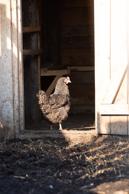 Portret van gouden phoenix-haan met groep binnenlandse kippen die op de boerderij voeden