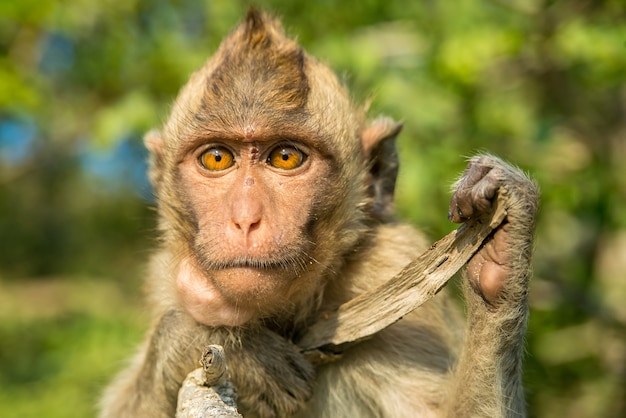 Portret van grappige aap in het wild