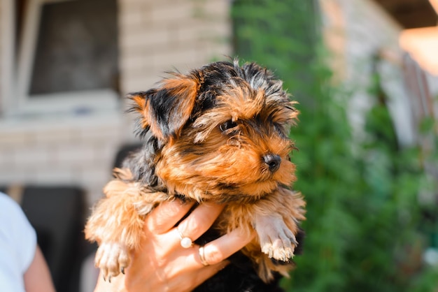 Portret van grappige Yorkshire Terriër puppy wegkijken buitenshuis Persoon met schattige pluizige huisdier york close-up snuit van kleine hond dier thema