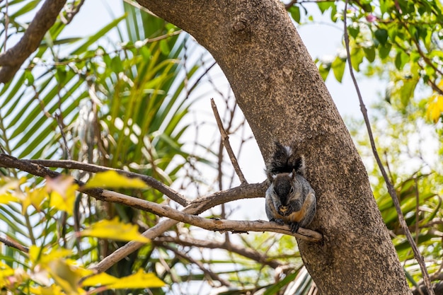 Portret van grijze eekhoorn Sciurus griseus zittend op een tak