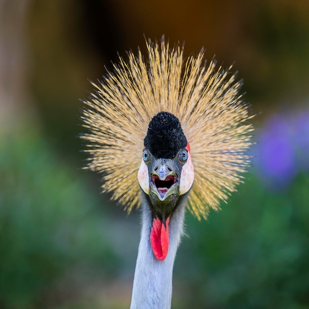 Portret van grijze gekroonde kraan of Balearica regulorum met zijn stijve gouden veren op het hoofd in het veld kijkend naar de camera