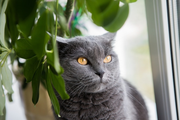 portret van grijze rasechte kat