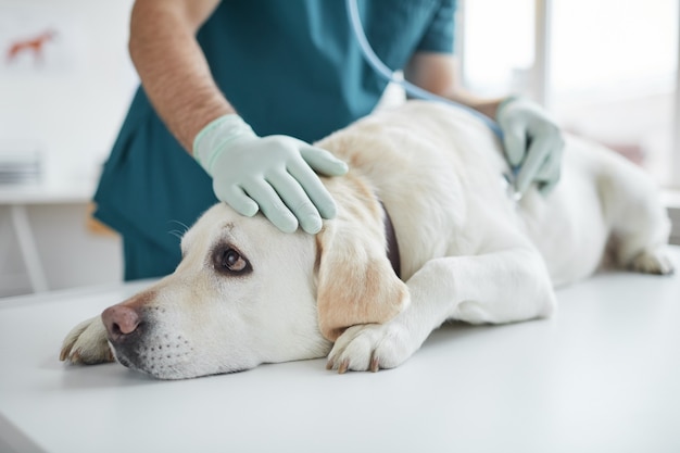 Portret van grote witte hond liggend op onderzoekstafel in kliniek met onherkenbare dierenarts luisteren naar hartslag via stethoscoop, kopieer ruimte