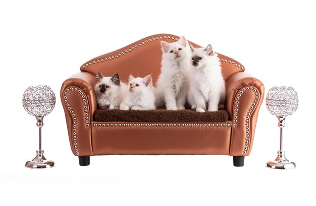 Portret van heilige kittens van Birma in een bruine sofa op een witte achtergrond