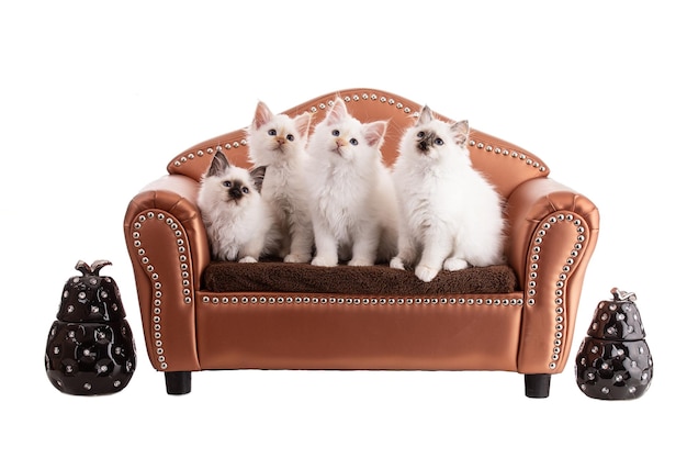 Portret van heilige kittens van Birma in een bruine sofa op een witte achtergrond