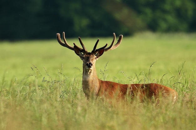 Portret van herten te midden van planten op het veld tegen de lucht