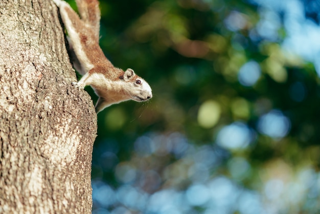 Portret van het pluizige bruine eekhoorn beklimmen en alarm voor gevaar op de boomboomstam in het park. Wildlife concepten. Fotografie van wild dier dat met fotograaf en het stellen speelt. Natuurlijk licht