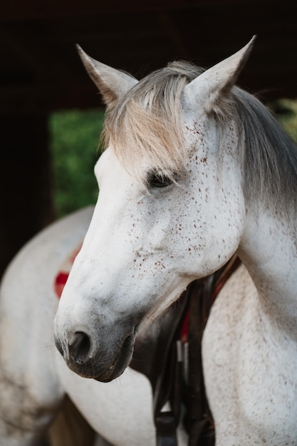 Portret van het witte mooie paard op de boerderij in Slowakije