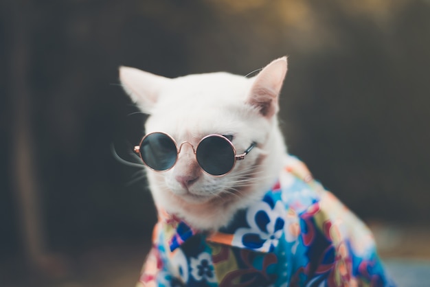 Portret van Hipster White Cat dragen van een zonnebril en shirt