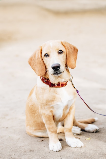 Portret van hond buiten zitten