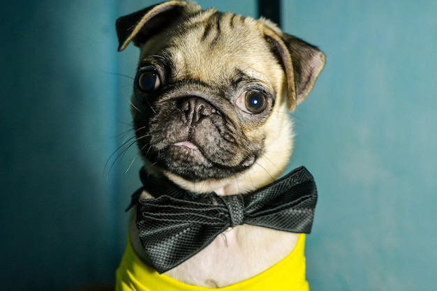 Portret van hond thuis
