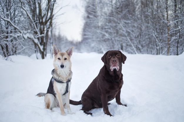 Portret van honden die op sneeuw zitten