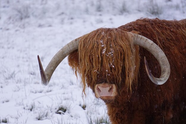 Foto portret van hooglandvee in de winter